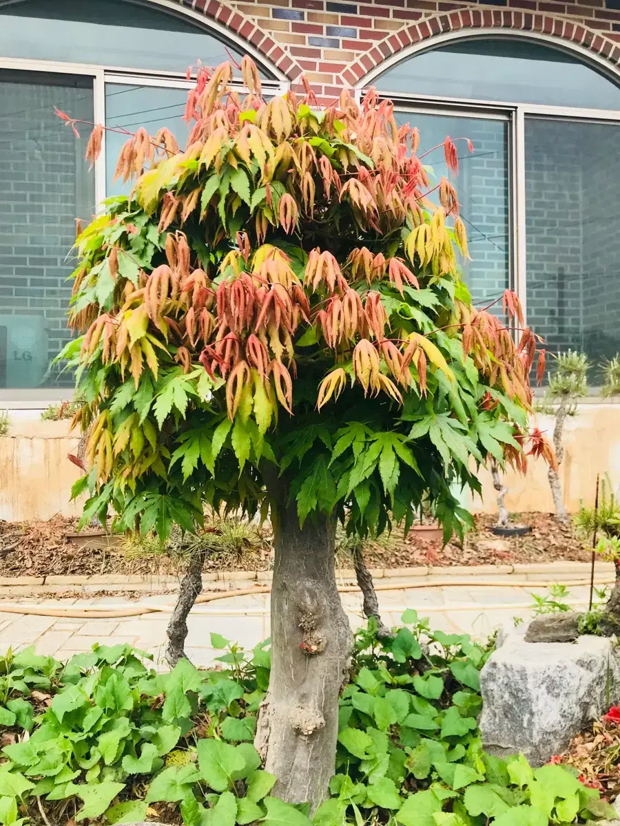 수령30년생 단풍나무조경수 판매합니다